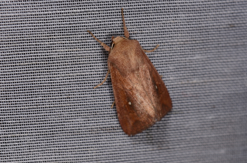 Chasse Aux Papillons - Marais d Yves - 24-08-2018 - Mythimna albipuncta (5).jpg