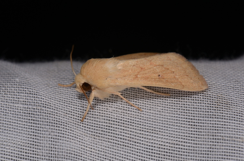 Chasse Aux Papillons - Marais d Yves - 24-08-2018 - Mythimna vitellina (15).jpg