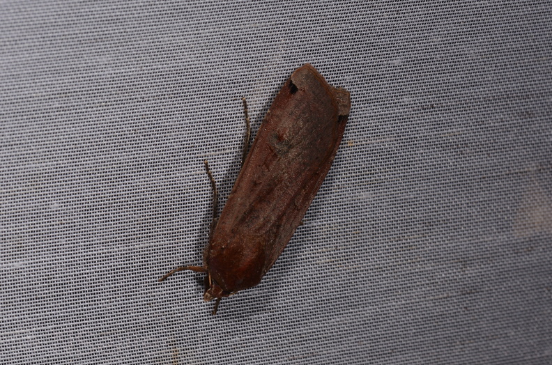 Chasse Aux Papillons - Marais d Yves - 24-08-2018 - Noctua pronuba (6).jpg