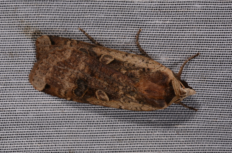 Chasse Aux Papillons - Marais d Yves - 24-08-2018 - Noctua pronuba (52).jpg