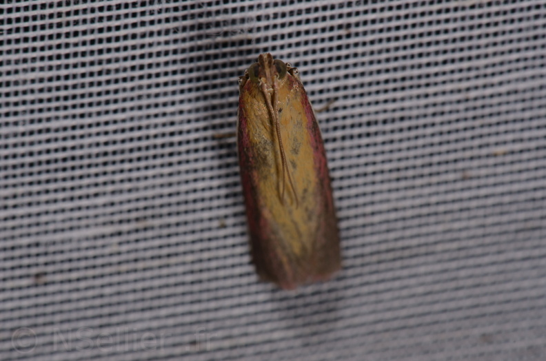 Chasse Aux Papillons - Marais d Yves - 24-08-2018 - Oncocera semirubella (61).jpg