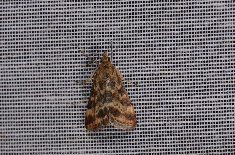 Chasse Aux Papillons - Marais d Yves - 24-08-2018 - Pyrausta despicata (65).jpg