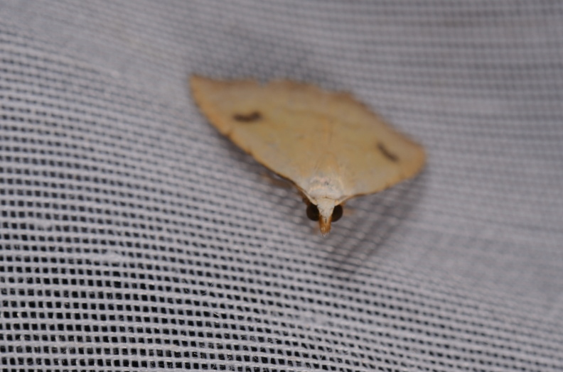 Chasse Aux Papillons - Marais d Yves - 24-08-2018 - Rivula sericealis (62).jpg