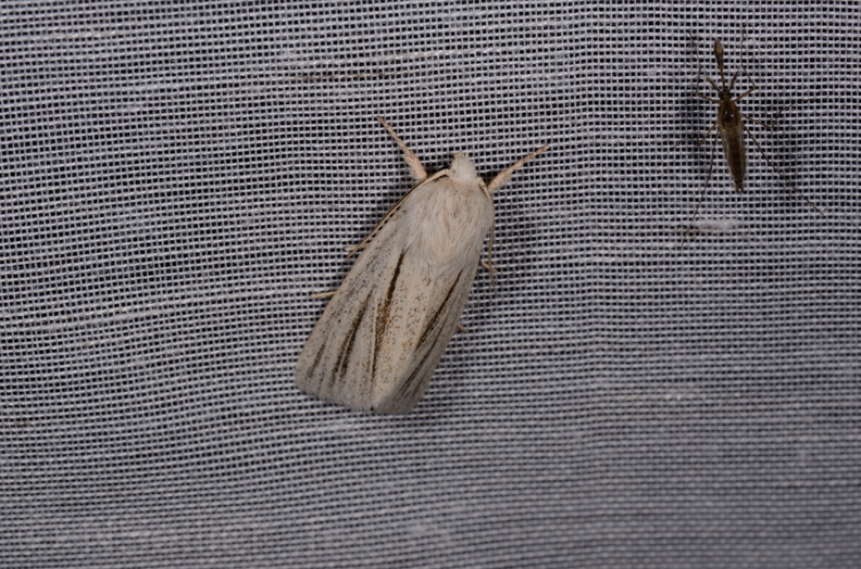 Chasse Aux Papillons - Marais d'Yves - 21-08-2014 - Acronicta albovenosa (96).JPG