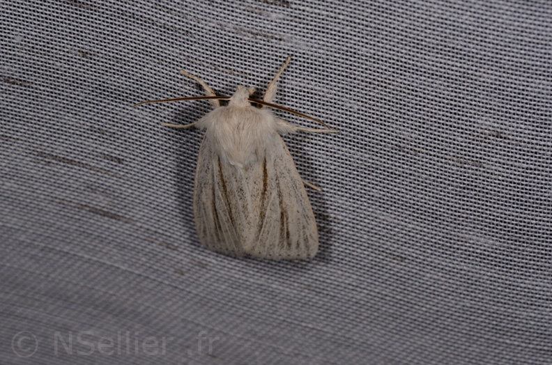 Chasse Aux Papillons - Marais d'Yves - 21-08-2014 - Acronicta albovenosa (103).JPG