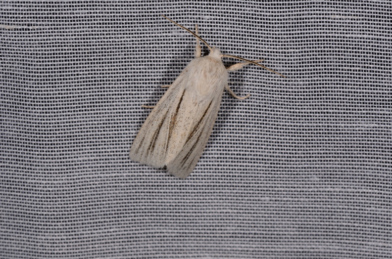 Chasse Aux Papillons - Marais d'Yves - 21-08-2014 - Acronicta albovenosa (113).JPG