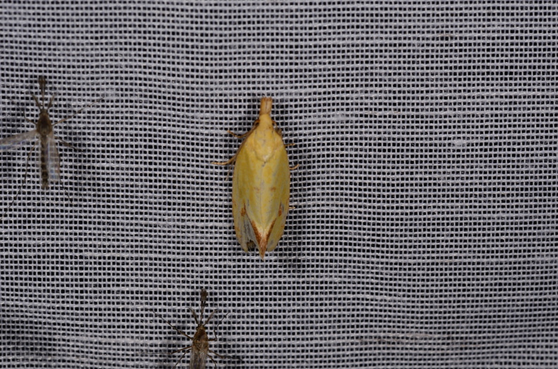 Chasse Aux Papillons - Marais d'Yves - 21-08-2014 - Agapeta hamana (97).JPG