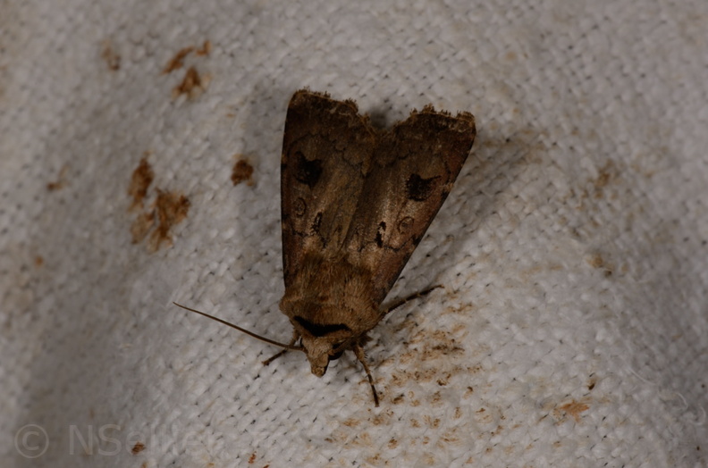 Chasse Aux Papillons - Marais d'Yves - 21-08-2014 - Agrotis exclamationis (111).JPG