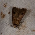Agrotis exclamationis