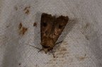 Agrotis exclamationis