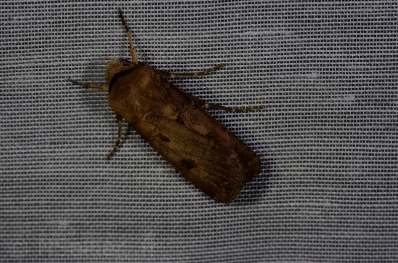 Chasse Aux Papillons - Marais d'Yves - 21-08-2014 - Agrotis exclamationis (145).JPG