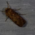 Agrotis exclamationis