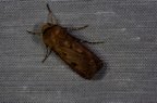Agrotis exclamationis