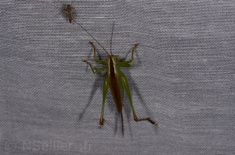 Chasse Aux Papillons - Marais d'Yves - 21-08-2014 - Conocephalus fuscus (90).JPG