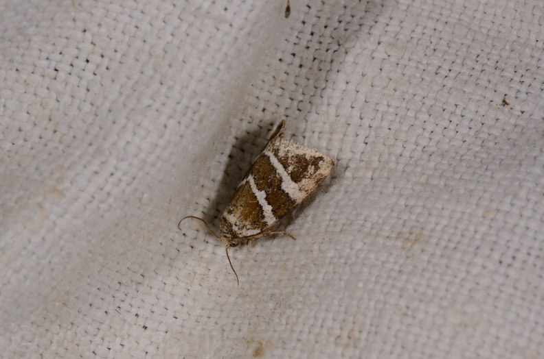 Chasse Aux Papillons - Marais d'Yves - 21-08-2014 - Deltote bankiana (77).JPG