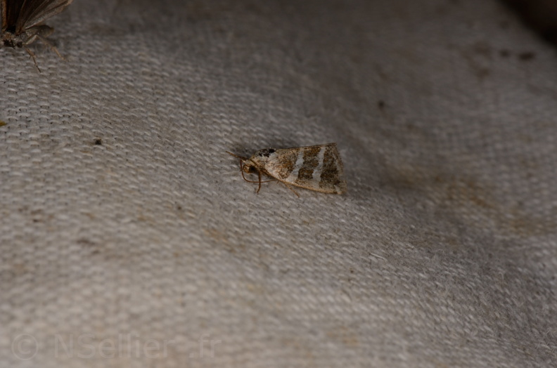 Chasse Aux Papillons - Marais d'Yves - 21-08-2014 - Deltote bankiana (81).JPG