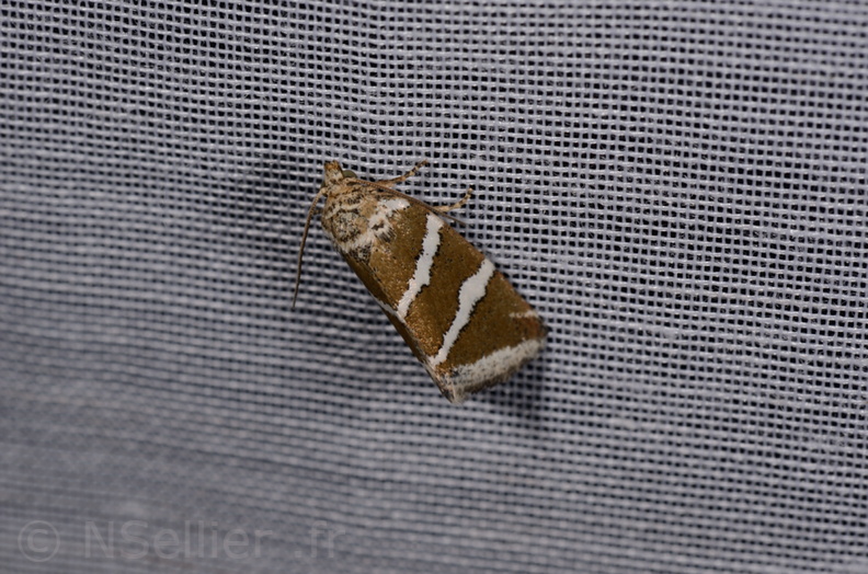 Chasse Aux Papillons - Marais d'Yves - 21-08-2014 - Deltote bankiana (137).JPG