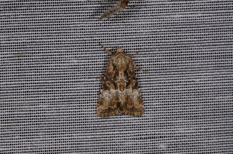Chasse Aux Papillons - Marais d'Yves - 21-08-2014 - Mesoligia furuncula (107).JPG