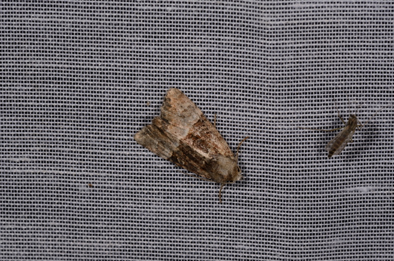 Chasse Aux Papillons - Marais d'Yves - 21-08-2014 - Mesoligia furuncula (92).JPG