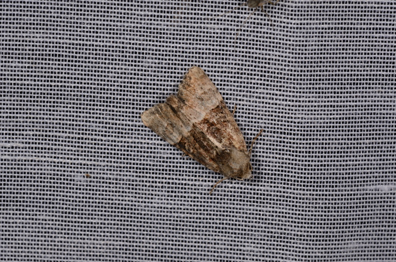 Chasse Aux Papillons - Marais d'Yves - 21-08-2014 - Mesoligia furuncula (121).JPG