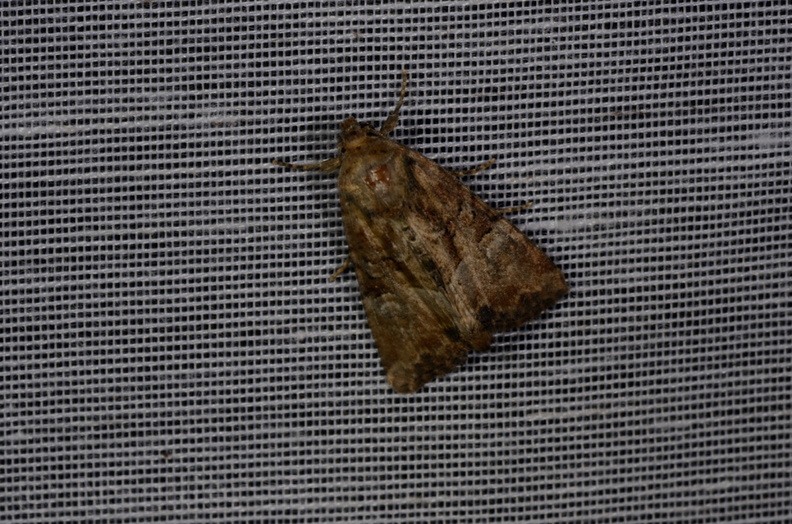 Chasse Aux Papillons - Marais d'Yves - 21-08-2014 - Mesoligia furuncula (144).JPG