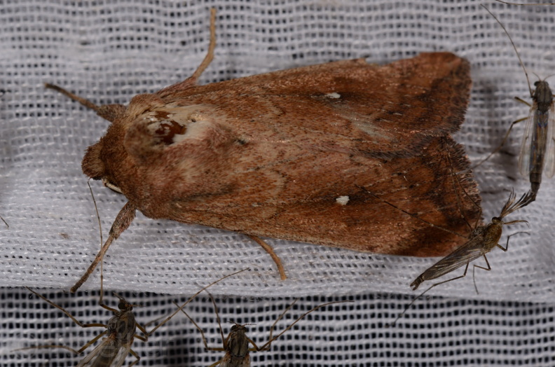 Chasse Aux Papillons - Marais d'Yves - 21-08-2014 - Mythimna albipuncta (141).JPG