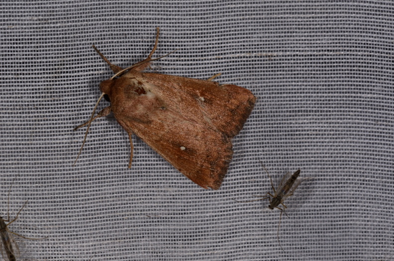 Chasse Aux Papillons - Marais d'Yves - 21-08-2014 - Mythimna albipuncta (108).JPG