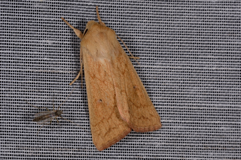Chasse Aux Papillons - Marais d'Yves - 21-08-2014 - Mythimna vitellina (98).JPG