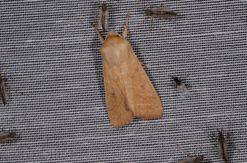 Chasse Aux Papillons - Marais d'Yves - 21-08-2014 - Mythimna vitellina (105).JPG