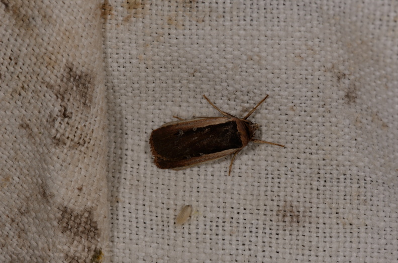 Chasse Aux Papillons - Marais d'Yves - 21-08-2014 - Ochropleura plecta (79).JPG