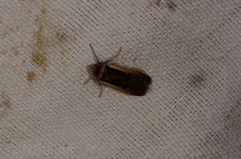 Chasse Aux Papillons - Marais d'Yves - 21-08-2014 - Ochropleura plecta (124).JPG