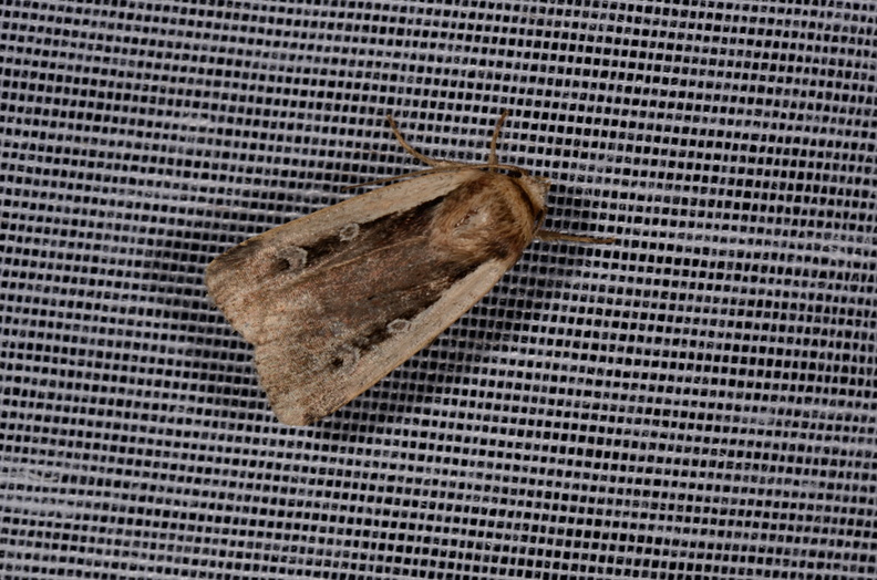 Chasse Aux Papillons - Marais d'Yves - 21-08-2014 - Ochropleura plecta (138).JPG
