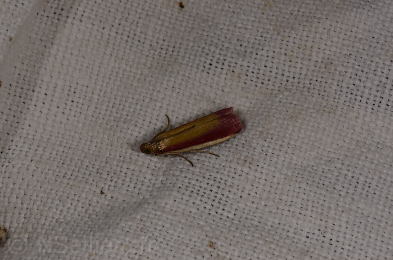 Chasse Aux Papillons - Marais d'Yves - 21-08-2014 - Oncocera semirubella (76).JPG