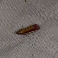 Oncocera semirubella