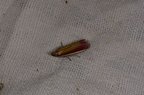 Oncocera semirubella