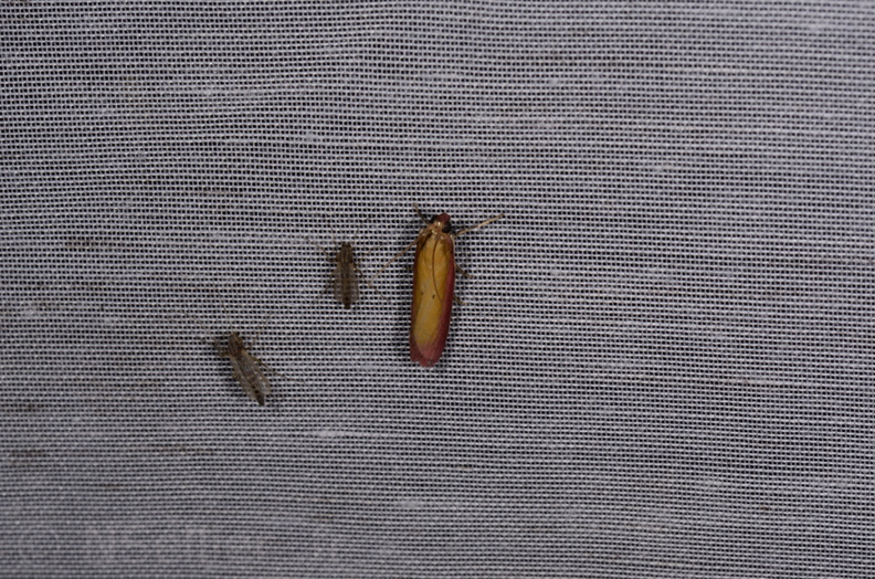 Chasse Aux Papillons - Marais d'Yves - 21-08-2014 - Oncocera semirubella (86).JPG