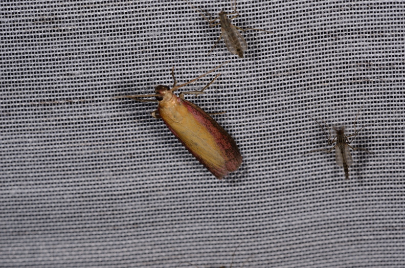 Chasse Aux Papillons - Marais d'Yves - 21-08-2014 - Oncocera semirubella (101).JPG