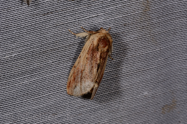 Chasse Aux Papillons - Marais d'Yves - 21-08-2014 - Ptilodon cucullina (100).JPG