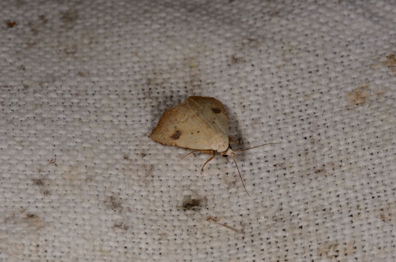 Chasse Aux Papillons - Marais d'Yves - 21-08-2014 - Rivula sericealis (84).JPG
