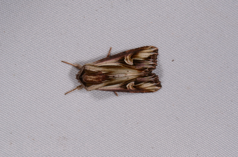 Chasse Aux Papillons - Chauvigny - 05-08-2020 - Actinotia polyodon (79).jpg