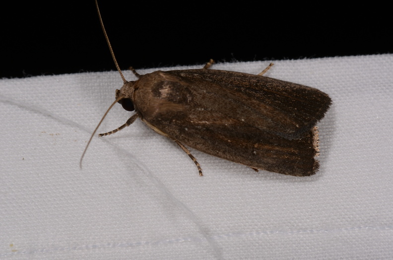 Chasse Aux Papillons - Chauvigny - 05-08-2020 - Proxenus hospes (138).jpg