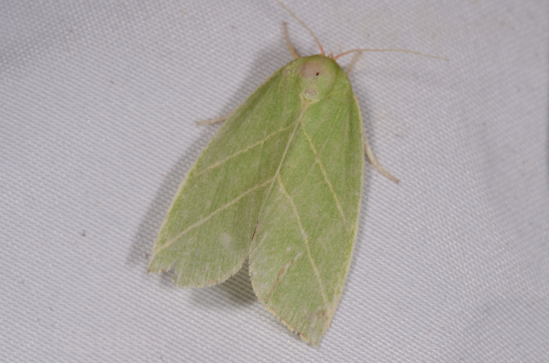 Chasse Aux Papillons - Chauvigny - 05-08-2020 - Bena bicolorana (141).jpg