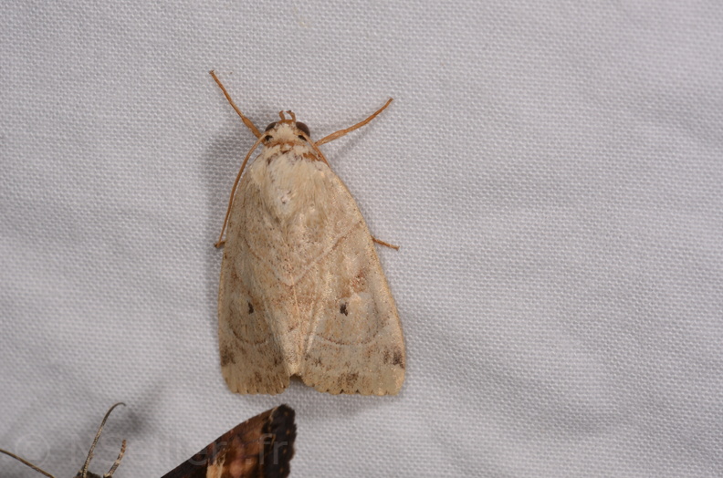 Chasse Aux Papillons - Chauvigny - 05-08-2020 - Cosmia trapezina (123).jpg