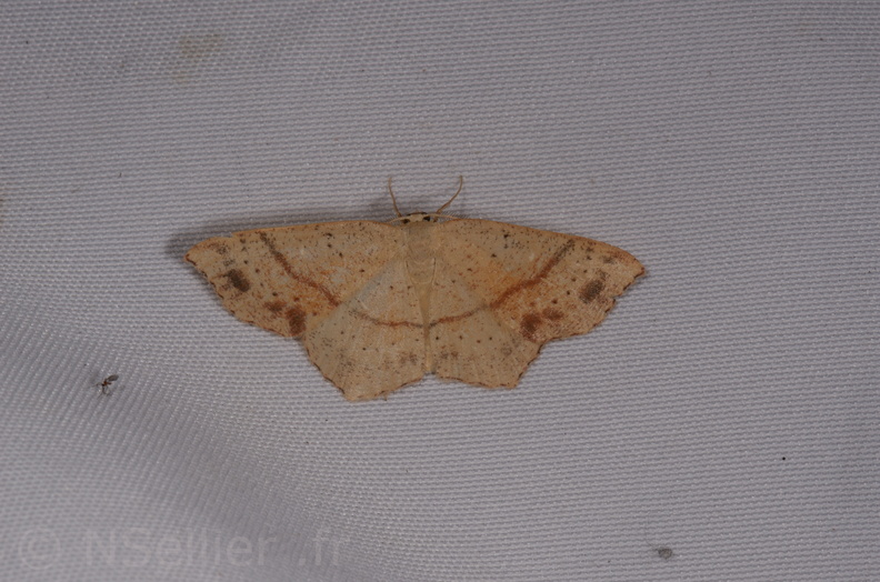 Chasse Aux Papillons - Chauvigny - 05-08-2020 - Cyclophora punctaria (110).jpg