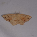 Cyclophora punctaria