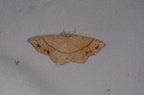 Cyclophora punctaria