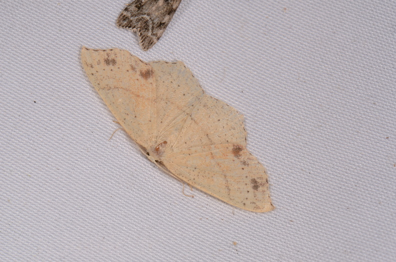Chasse Aux Papillons - Chauvigny - 05-08-2020 - Cyclophora punctaria (140).jpg
