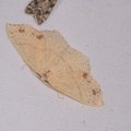 Cyclophora punctaria