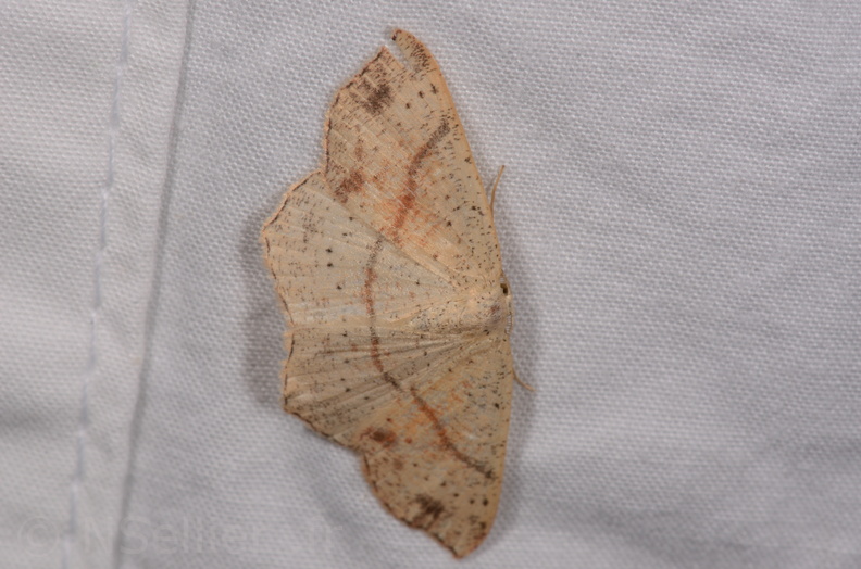Chasse Aux Papillons - Chauvigny - 05-08-2020 - Cyclophora punctaria (178).jpg