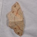 Cyclophora punctaria